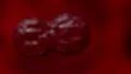 Cells multiplying bacteria virus blood under microscope 4K 4k or 4k+ Resolution