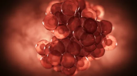 Cells Multiplying Stock Footage 41041244