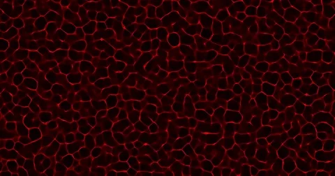 Cells multiplying under a microscope. Stock Footage 83174681
