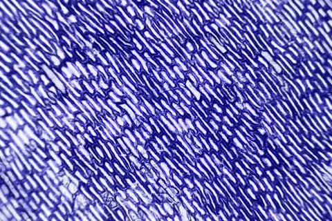 Cells of onion Fotos de archivo