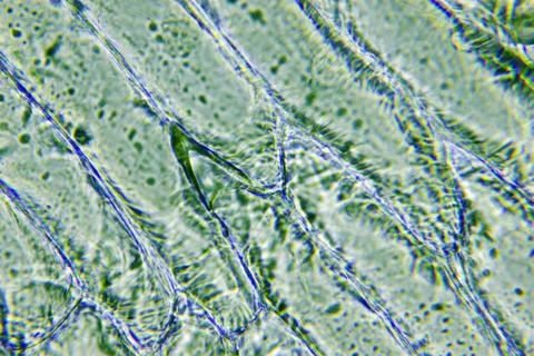 Cells of onion 写真素材