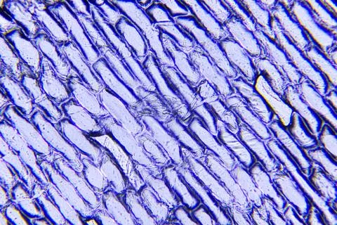 Cells of onion Foto stock
