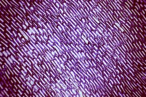 Cells of onion Foto stock