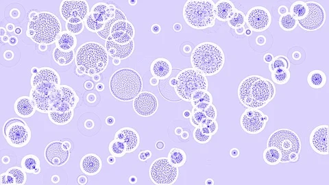 Cells on a petri dish as viewed under a microscope. Stock Footage 101387998