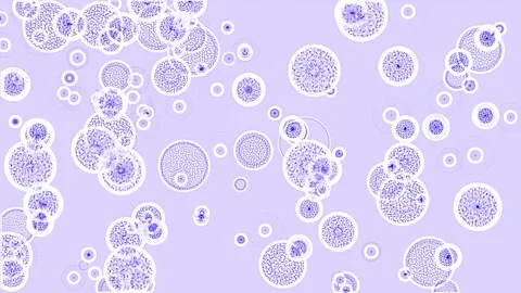 Cells on a petri dish as viewed under a microscope Stock Footage 280060660