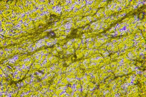 Cells of plants 스톡 사진