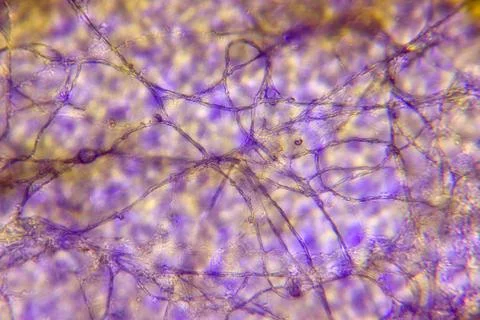 Cells of plants Foto stock