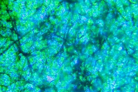 Cells of plants 스톡 사진