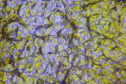 Cells of plants 스톡 사진