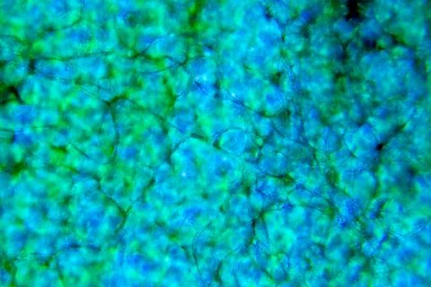 Cells of plants Stock Photos