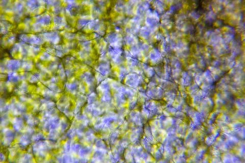 Cells of plants Foto stock