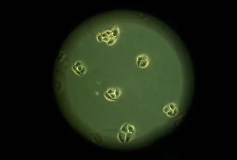 Cells seen at microscope Stock Photos