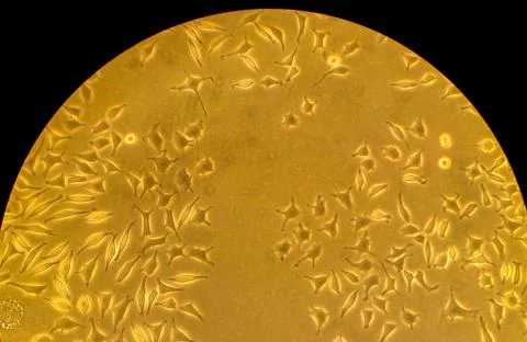 Cells seen under the light microscope without staining Foto stock