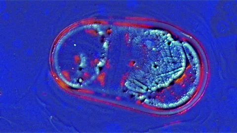 Cells spreading and growing in a human body 스톡 동영상 239411382