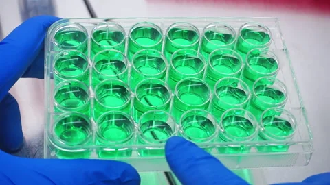 In the cells there is a green transparent liquid Stock Footage 241087655
