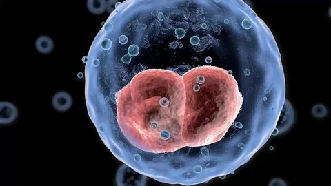 Cells under a microscope Cell division Cellular Therapy Stock Footage 123370054