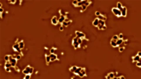 Cells under a microscope. Highlighted cells move from left to right. Stock Footage 145274159