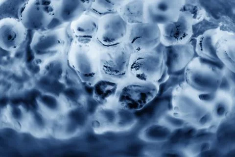 The cells under the microscope, or the cells under the microscope. Multiplica Stock Photos