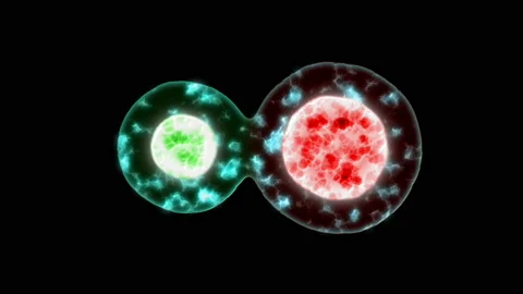Cells under a microscope the vaccine destroys the virus antidote Stock-Footage 89241818
