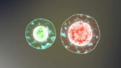 Cells under a microscope the vaccine destroys the virus antidote Stock-Footage 89242605