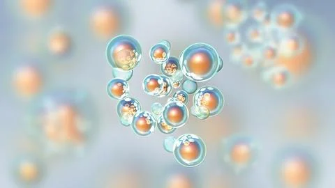 Cells Undergoing Mitosis, The Process Of Cell Division And Multiplication. Stock Illustration