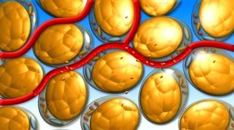 Cells_lose_fat Stock Footage