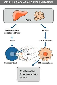 Cellular Aging and Inflammation with SASP and CD38 Stock Illustration