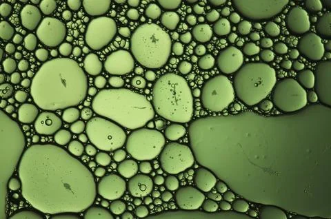 Cellular bubbles in a close up shot on green Stock Photos