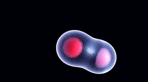 Cellular Division Under The Microscope Stock Footage 46655200