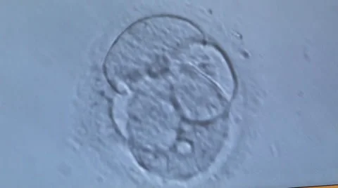 Cellular division of an in vitro fetus under microscope. Generic cell dividing. Stock Footage
