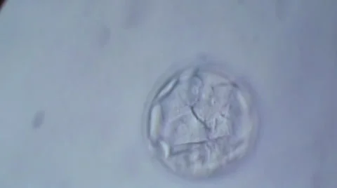 Cellular division of an in vitro fetus under microscope. Generic cell dividing. 動画素材 56816260