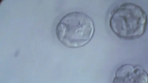 Cellular division of an in vitro fetus under microscope. Generic cell dividing. 動画素材 56816291