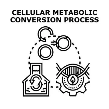Cellular metabolic conversion process concept illustration Stock Illustration