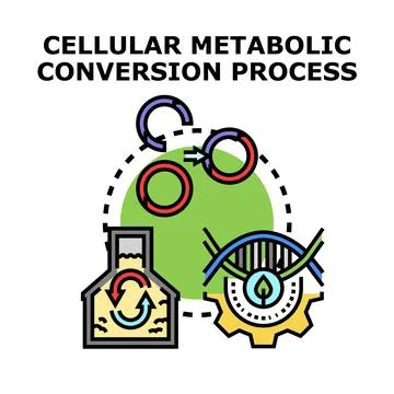 Cellular metabolic conversion process concept illustration Stock Illustration