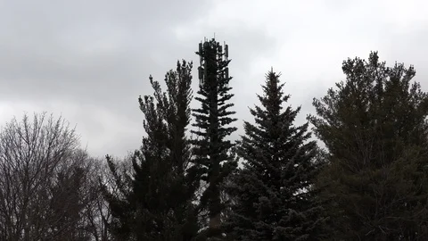 Cellular phone tower disguised as a tree to blend in with environment Stock Footage 122388216
