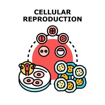 Cellular reproduction process for medical science research Stock Illustration