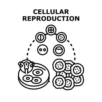 Cellular reproduction process for medical science research Stock Illustration
