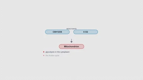 Cellular Respiration Clean No Text Metabolic Pathway Diagram Alpha 4K Light Vidéo 339528159