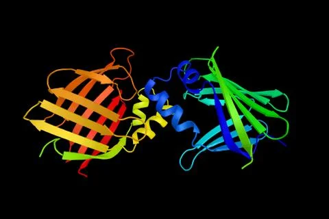 Cellular retinoic acid-binding protein 1. Constitutively expressed and beli.. Illustration