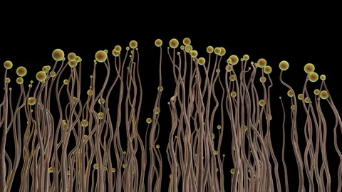 Cellular slime mold growing upwards. 3d animation render. 스톡 동영상 328378916