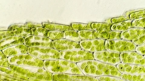 Cellular Structure of Moss Leaves Under Microscopy, 400x 動画素材 320457766