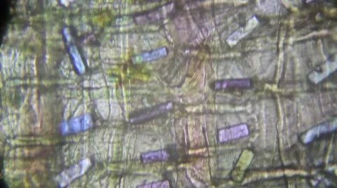 Cellular structure of the onion skin Stock Footage 53892305