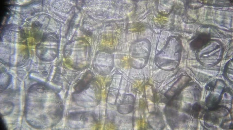 Cellular structure of the onion skin Stock Footage 53892316