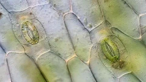 Cellular Structure of Tradescantia discolor Leaf Surface 库存影片 320375267