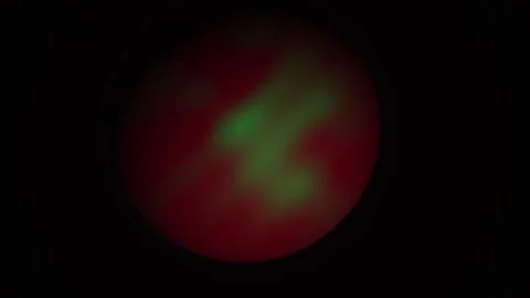 Cellular structures under microscope observation. Stock Footage 340000113