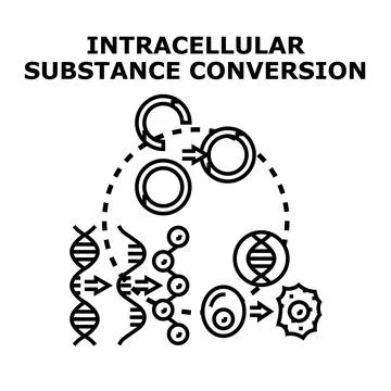 Cellular substance conversion process diagramming metabolism and dna Stock Illustration