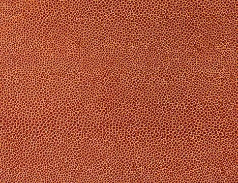 Cellular surface full frame abstract cellular brown surface Copyright: xZo... Stock Photos
