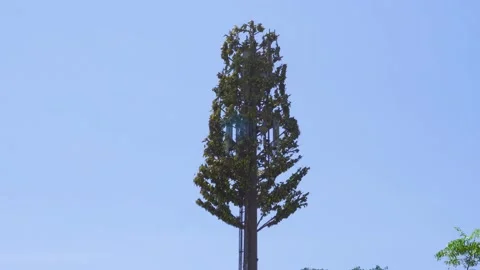 Cellular telecommunications antenna camouflaged as a tree in the sunny day 스톡 동영상 149915546