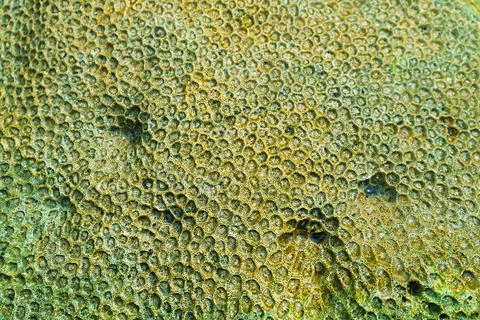 Cellular texture of corral close up. Yellow-green coral Stock Photos