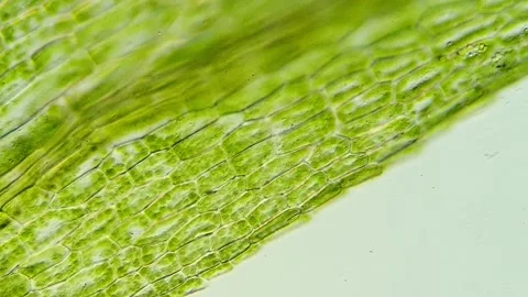 Cellular Texture of Moss Leaves Through Microscopy 動画素材 320457434